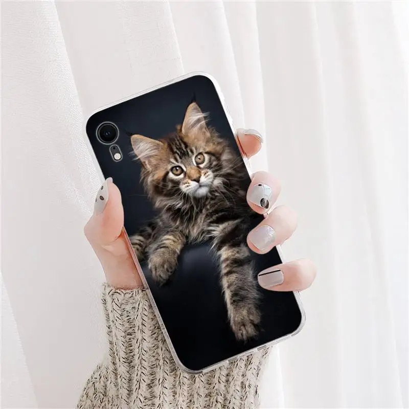 pet maine coon cat Phone Case For DIY iPhone X XS MAX 11 12 13 pro max 6 6s 7 7plus 8 8Plus 5 5S XR SE 2020 case