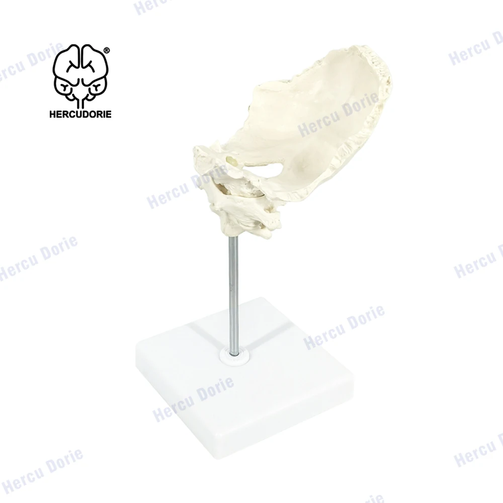Educational Model Occiput Model - Human Cervical Spine Model Occipital Bone Model PVC Material Atlas and Axis with Occipital Bon