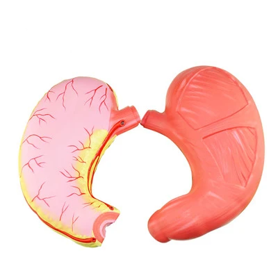 

Stomach anatomical model biology teaching instrument human organ medicine large stomach wall