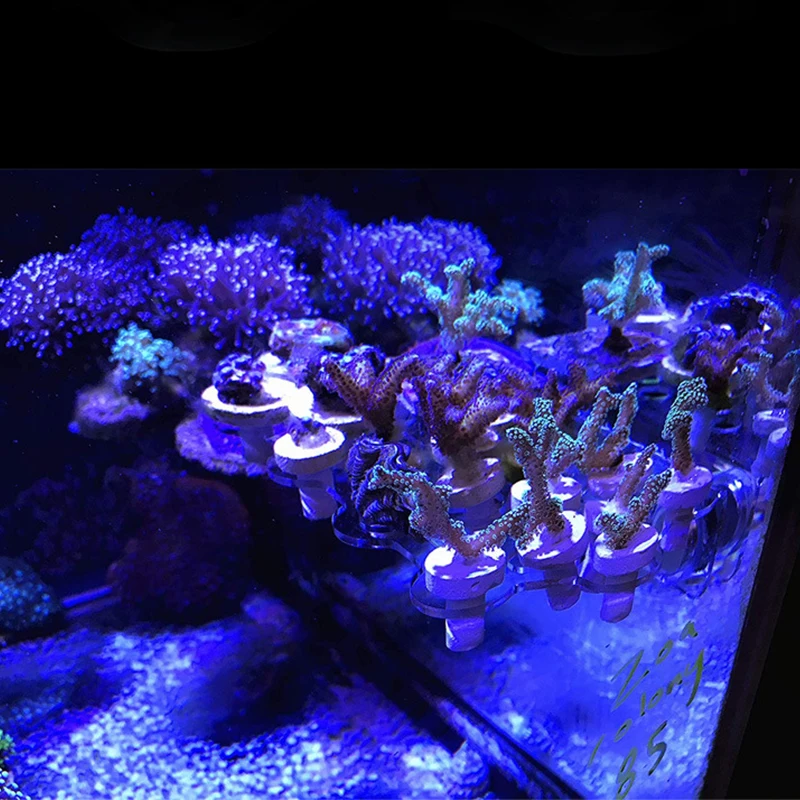 Reefing Art Super Clear Acrylic Magnetic Coral Frag Plugs Rack Holder, Fish Tank for 15-20mm Glass Thickness