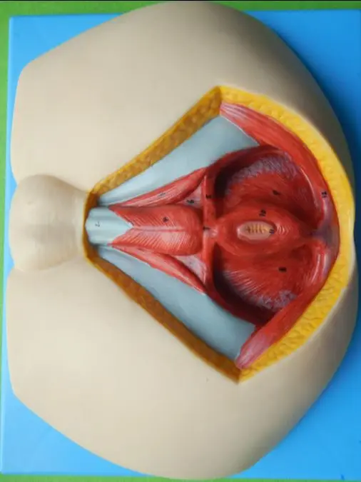 

Male Perineum Model, Anatomy Perineum model