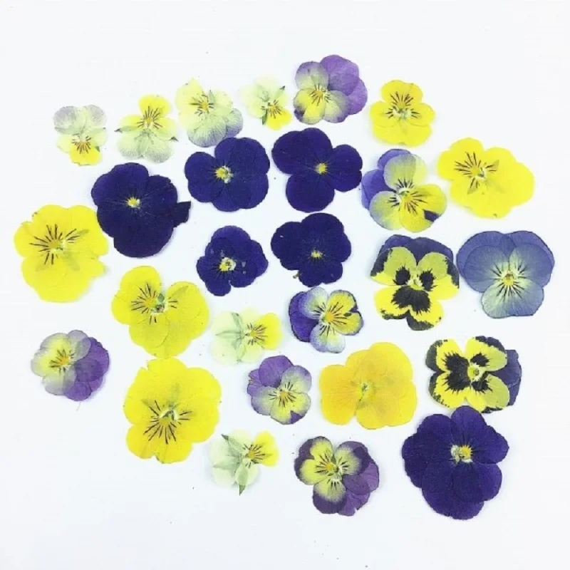 100pcs Mixed Pressed Dried Viola Tricolor L. Pansy Flower Plant Herbarium For Jewelry Case Bookmark Invatation Card DIY Making