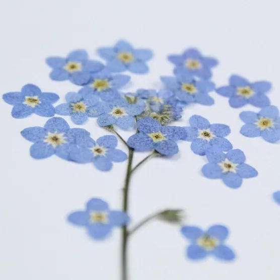 100pcs/0.5-1cm,Pressed mini forget-me-not flowers petals,Nature Real dried Flower DIY nial art Craft Photo Bookmark Gift Cards