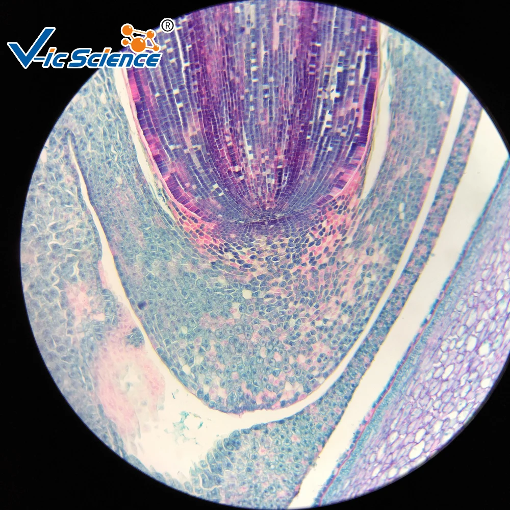 50 pz microslides preparato slides set