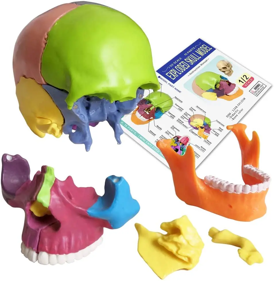 15 Parts Human Anatomical Skull  Palm-Sized Anatomy Head Bone Medical Model Detachable Mini Dental School Clinic Teaching