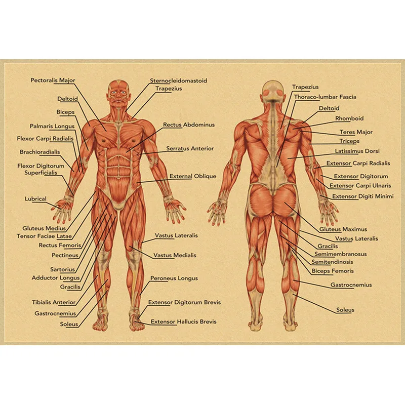 Human Anatomy Muscle System Kraft Paper Poster Art Print Human Body Picture Medical Education Home Decoration Painting