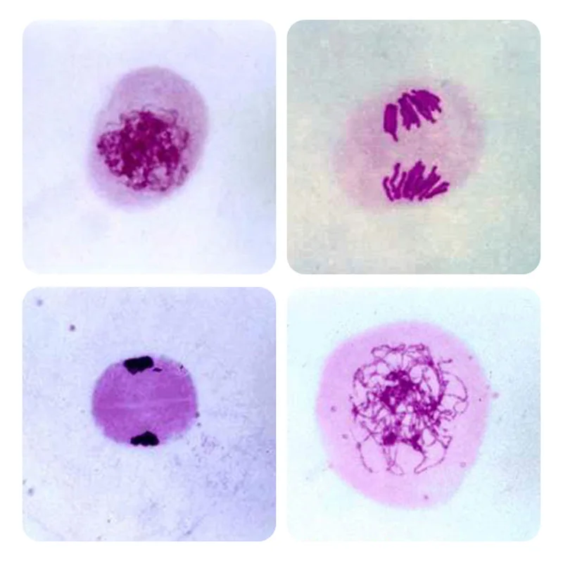 شرائح المجهر البيولوجي عينات تقسيم الخلايا الشرائح المجهزة البصل أنثرز Meiosis شريحة صغيرة للتدريس 12 قطعة/صندوق