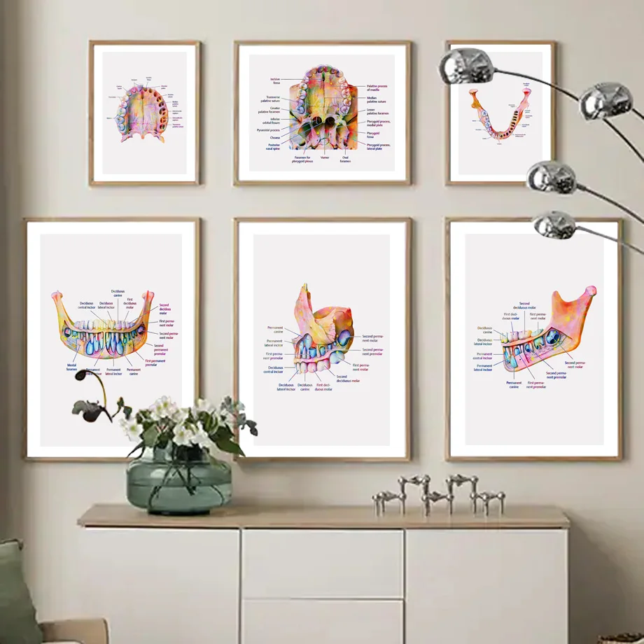 Teeth Anatomy Bone oral cavity Posters And Prints Medicine Wall Art Canvas Painting Wall Pictures For Hospital Clinic Room Decor