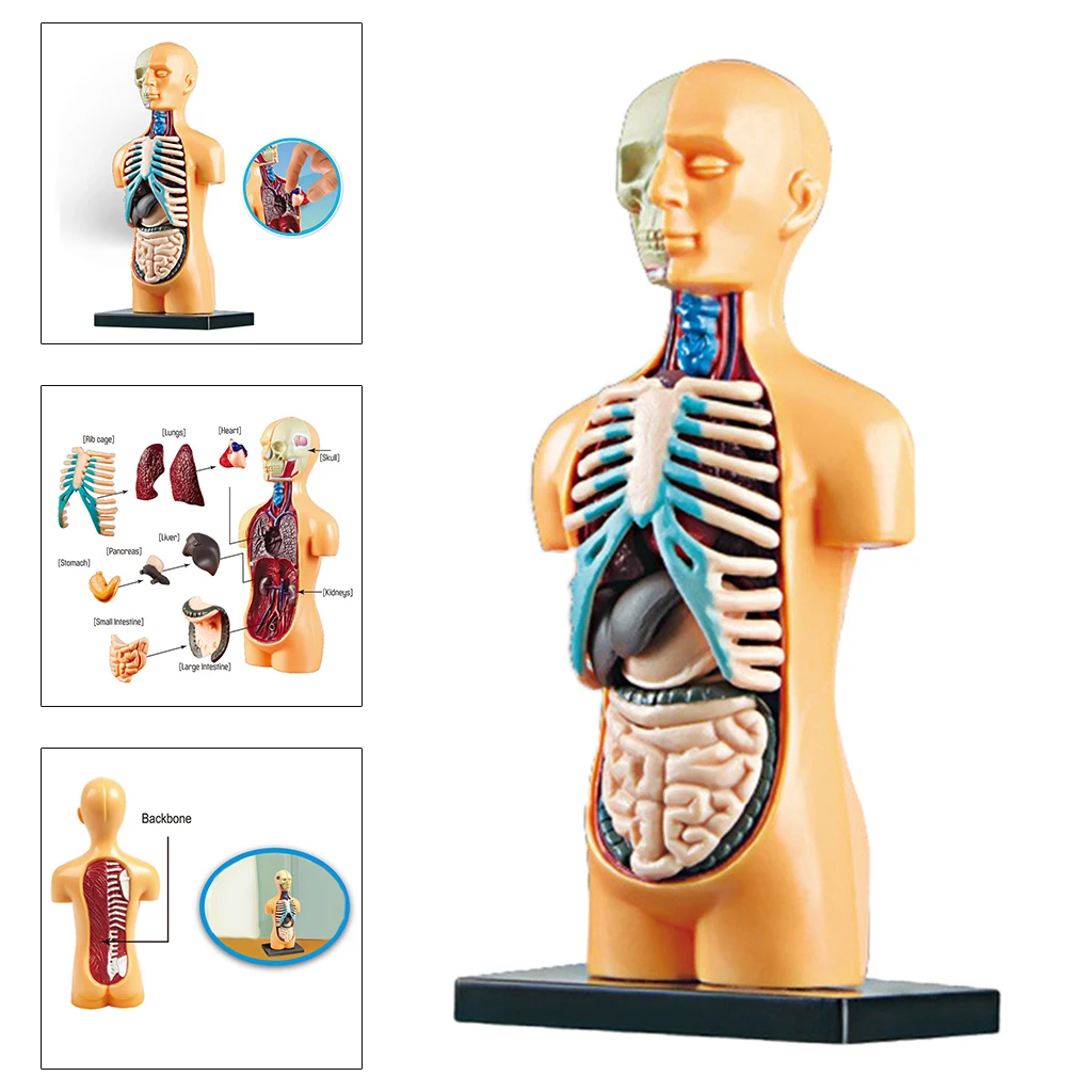 Human Torso Body Model Anatomy Anatomical Medical Classroom Tools with Removable Internal Organs