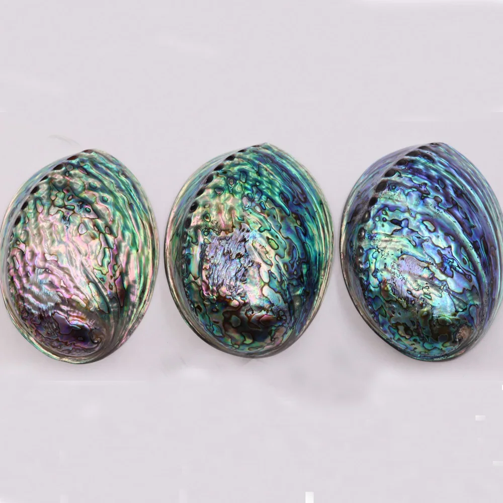 

1pcs natural raw color and blue color Abalone shell for white sage bouquets burn or home decorations