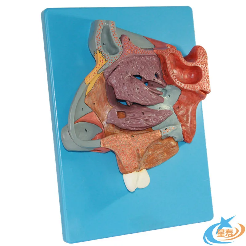 Nasal Anatomical Model Anatomy of Nose and Paranasal Sinuses of Frontal Sinus Turbinate Mucosa Artery Olfactory Neural Model