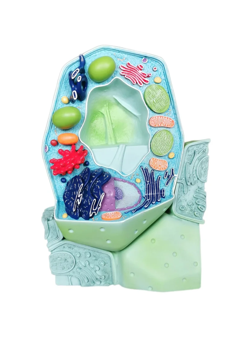 Plant cell vertical plant cell model