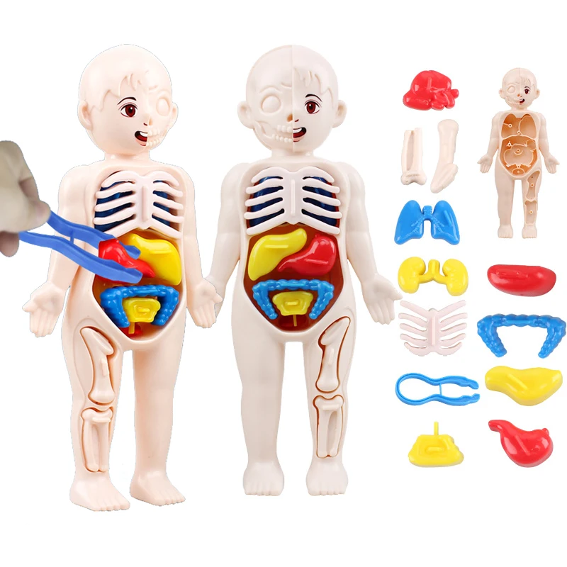 

3D Human Body Torso Model Educational Learning DIY Assemble Puzzle Toy Children Kids Montessori Body Organ Medical Teaching Tool