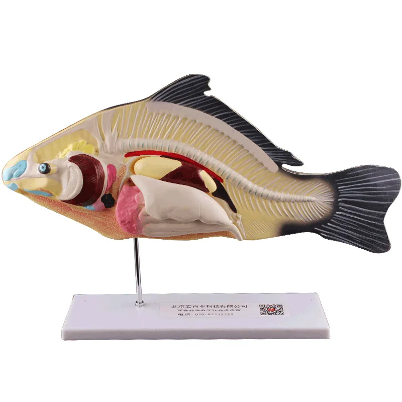 Fish Anatomical Model Removable Internal Organs Biology Teaching Demonstration Aids Animal Model