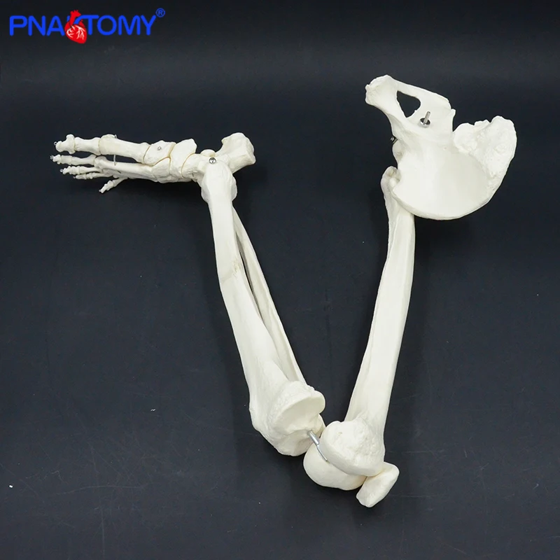 Adult Size Lower Limb Model Skeleton Anatomy Leg Bone with Hip Femur Foot Medical Teaching Tool Femur Tibia Pelvis Anatomical