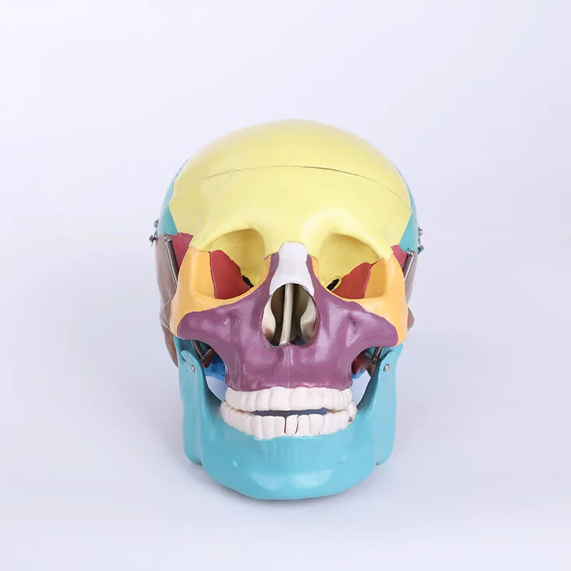 

Medical School Teaching Skeleton Anatomy Life Size Colored Skull Model BIX-A1009