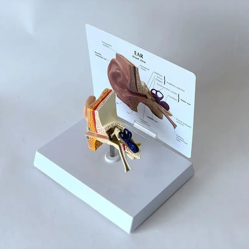 Ear Anatomical Model Outer Middle Inner Ear Auditory System Organs Ear Structure Teaching Aid