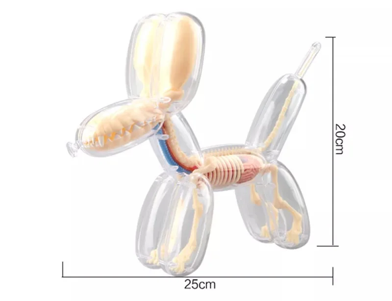 4D MASTER  Balloon Dog Model Detachable DIY Educational Equipment Anatomy Tool Transparent Animal 27810 Canine Skeleton