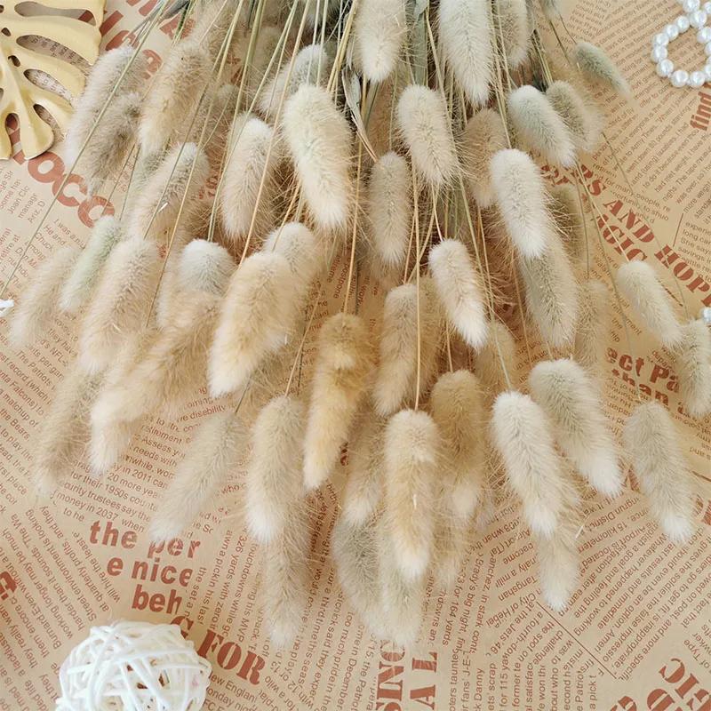 20PCS Bunny Tail Grass Dried Natural Flowers Wheat Ear Dry Flower Wedding Marriage Decoration Home Living Room Decor Accessories