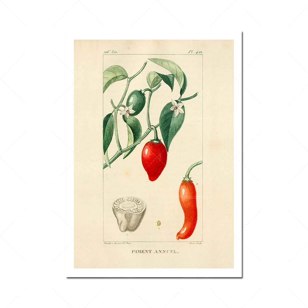 Vintage plant print set, illustration by Jean-Théodore Descourtilz, French Tomate, pepper, 3 sets of Giclée prints