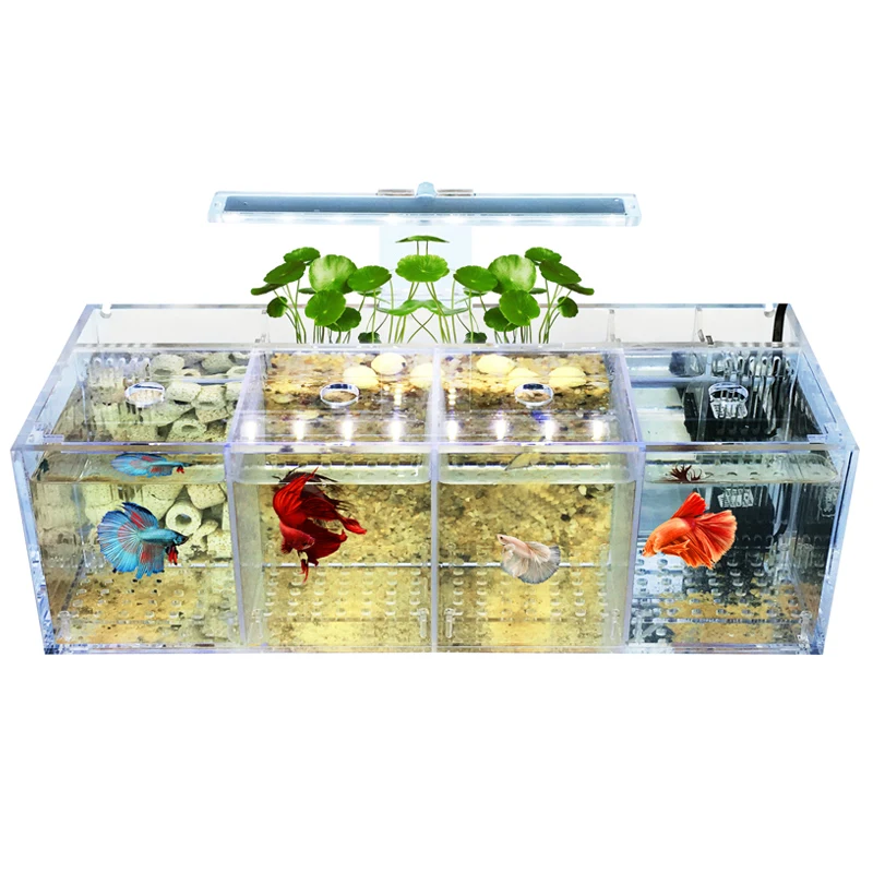 220V Creative Betta Fish Tank Breeding Incubator Isolation Box Water-free Desktop Small Acrylic Ecological Aquarium Tank