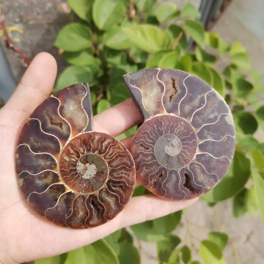 

Natural Ammonite Shell Pair Stone conch slice Specimen Healing from Madagascar