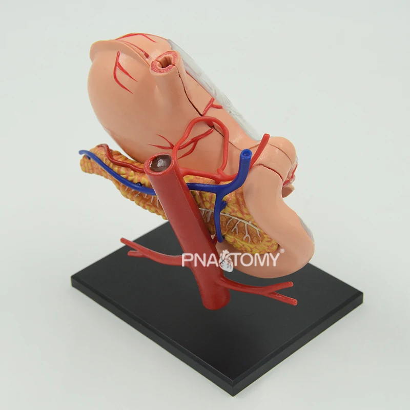 4D Detachable Stomach Model Removable Human Organs Anatomical Model Educational Equipment Medical Sciences Digestive System