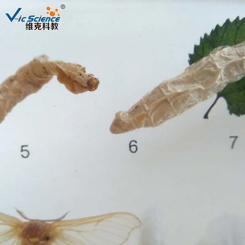 Life History of Silkworm Embedded Specimen Teaching Biology Specimen In Primary and Secondary Schools