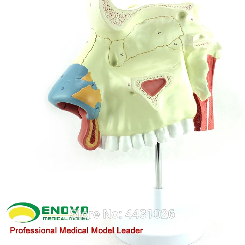 ENOVO Human Medical Nasal Anatomy Model Ear Nose And Throat Respiratory Surgery Endoscopic Rhinoplasty Mode