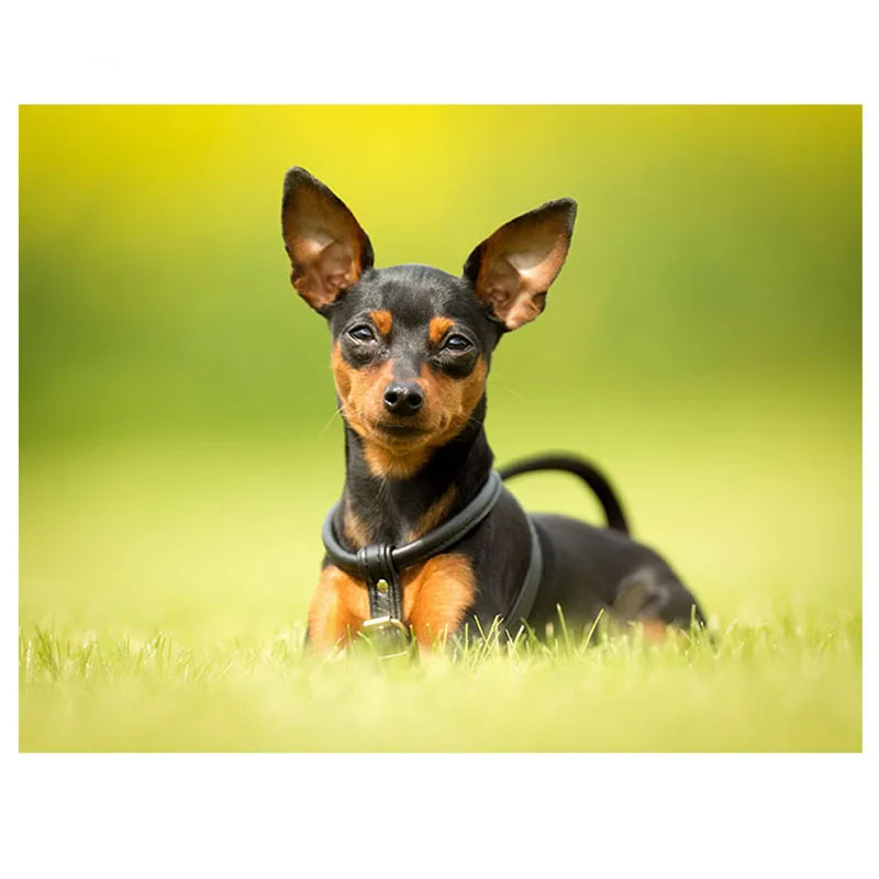 Pinscher-pintura de diamante en miniatura 5d diy, kit de punto de cruz, mosaico completo, bordado de diamantes, rompecabezas de animales, stickerZP-3350 de artes