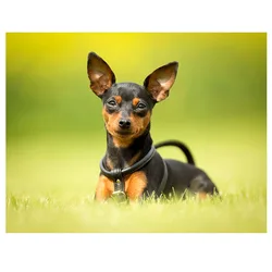 Miniature pinscher dog 5d diy Diamond Painting cross stitch kit Full mosaic diamond Embroidery animal puzzle arts stickerZP-3350