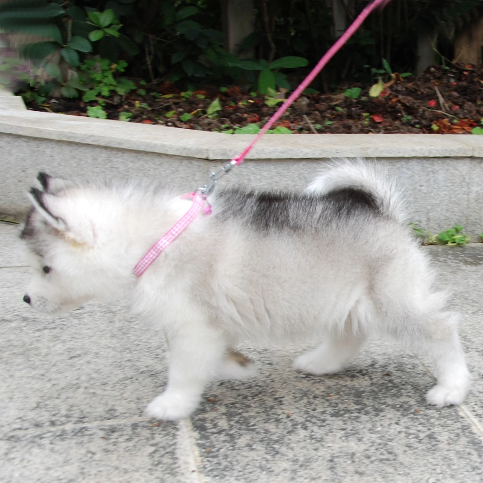 Collar de correa ajustable para perro y gato, Correa con campana para cachorro, perro pequeño para caminar al aire libre, Chihuahua, Terier,