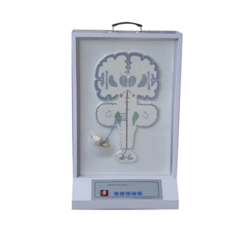 

BIX-A2123 Medical teaching and High quality balanced-sense conduction electric model