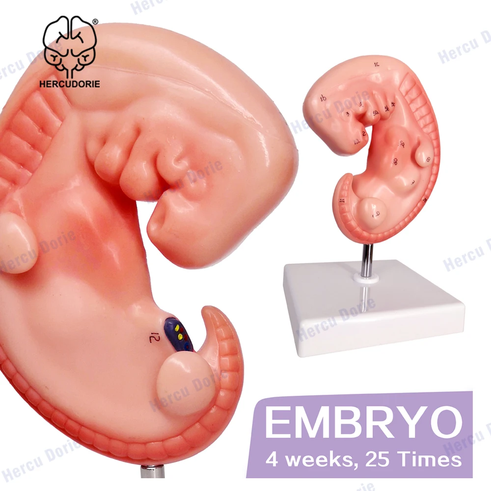 Human Anatomical Model Human 4-Week Embryo Modelhuman Development Embryo Model Pregnant 4 Weeks Fetus High Magnification Detaile