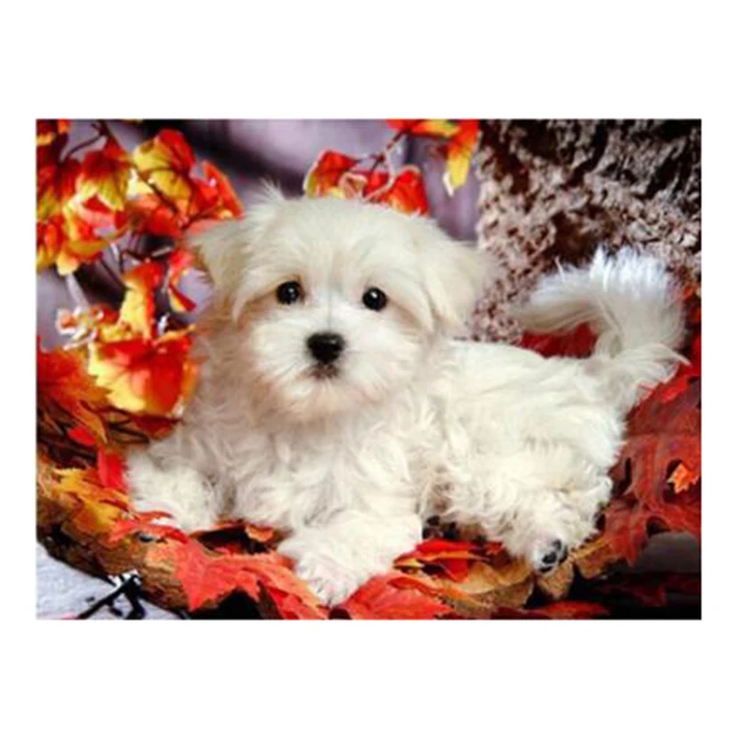 5D Diy Maltese Dog  Diamond Painting Full Embroidery Cute Pet Home Decoration White Dog Square Round Rhinestone Gift  WG2162