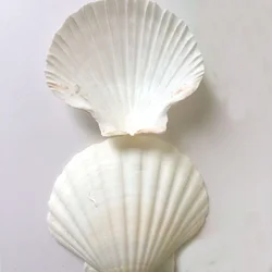 6pcs natural white Conch sea shell white scallop shell for fish tank decoration or gift