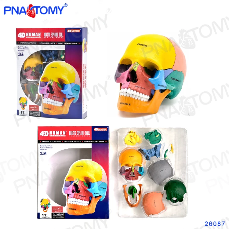 Human Exploded Colored Skull Model 17 Parts Anatomy Model Detachable DIY Toy Educational Equipment with Manual 4D MASTER