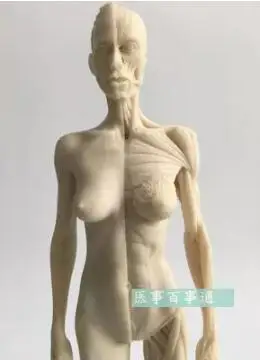 The 30cm medical sculpture drawing CG refers to the anatomy model of human musculoskeletal with skull structure