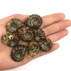 Wholesale 1PC Natural Ammonite  Conch Crystal Specimen Healing Stones Decor Madagascar Natural Quartz Crystals