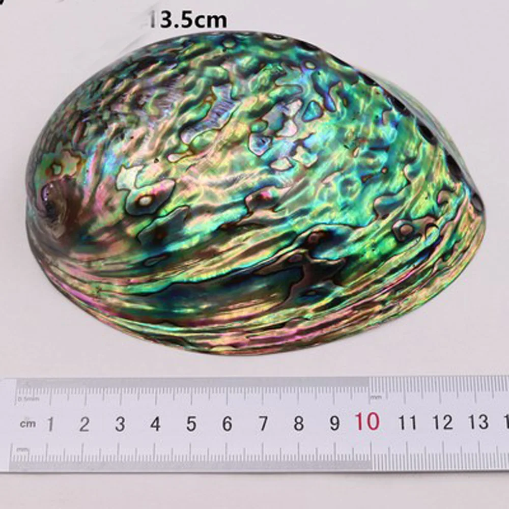 1pcs 13cm size natural blue color Abalone shell for white sage bouquets burn or home decoration