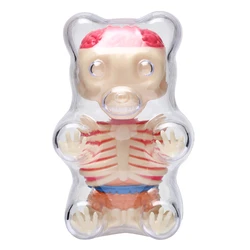 Bear 4D Master Artist Jason Freeny Puzzle Assembly Toy prospettiva scheletro modello anatomico