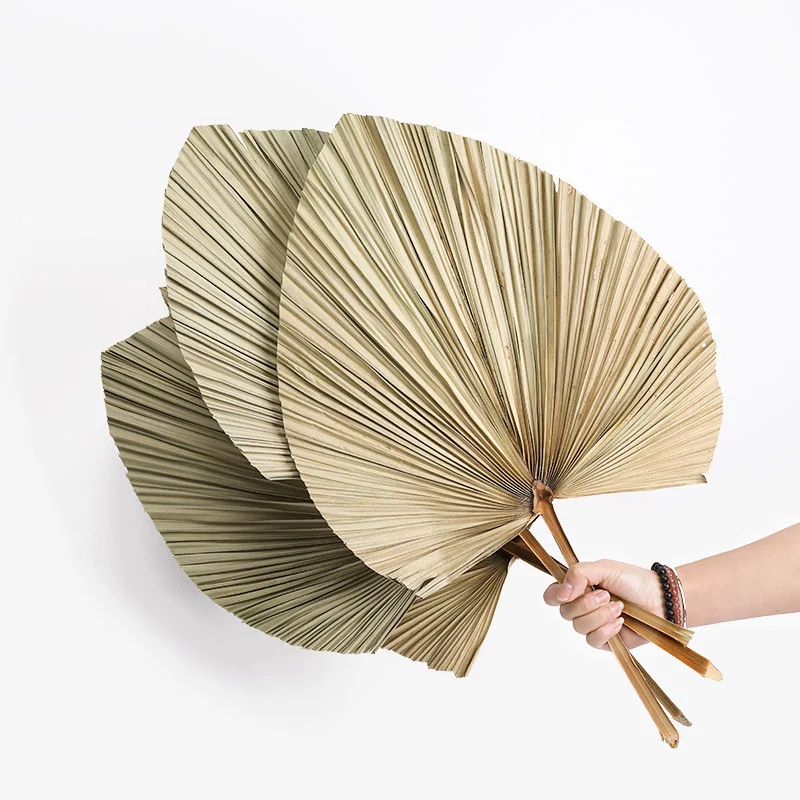 

1pc Natural Dried Flower Palm Leaf Fan Plant Tree Home Garden Wedding Party Living Bedroom Decoracion Hogar Moderno