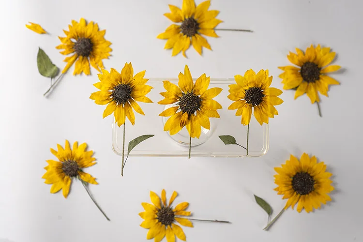 2 Stück/5–6 cm Blütenkopf, Ture Pressed Mini-Sonnenblumenzweig, geprägter Pflanzen-Tropfenkleber, Handyschale, DIY-Lesezeichen, Kartenmaterial – Detail 3
