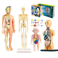 Modelo de órgano para niños, rompecabezas 3D ensamblado Diy, cuerpo humano, educación temprana de ciencia, herramienta de enseñanza Montessori para niños