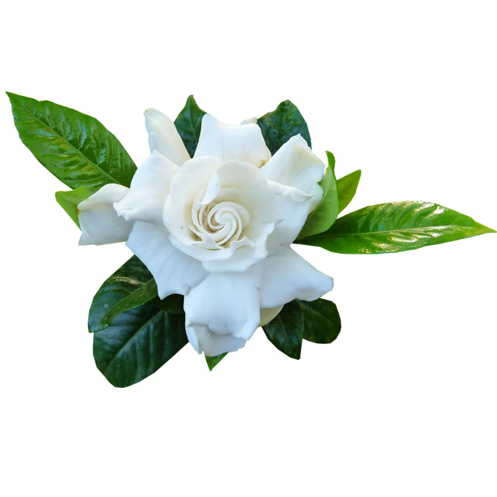 oroaroma natural Gardenia oil Relax nerve Moisturizing and nourishing the skin Gardenia essential oil