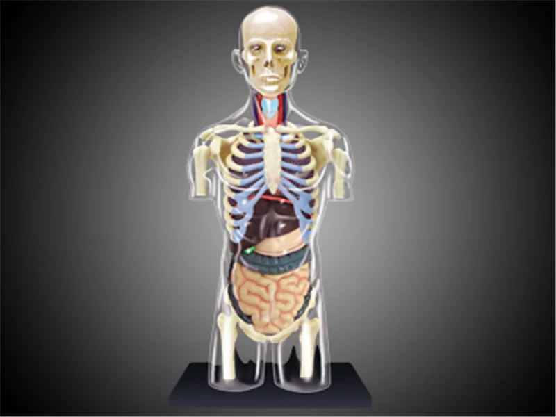 4D 인체 몸통 재생산 시스템, 신장 머리 신경, 피부 해부학 모델, 의료 공급 업체, 교육 퍼즐 조립 장난감