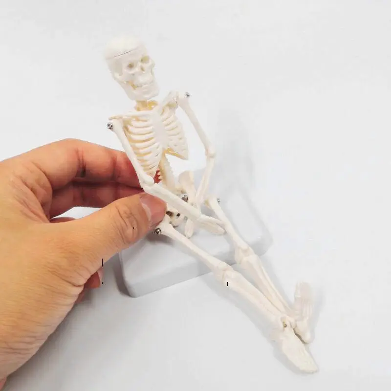 Mini Human Skeleton Model Anatomy Skeleton Skeleton Model Medical Learning Halloween Party Decoration Skeleton Art Sketch