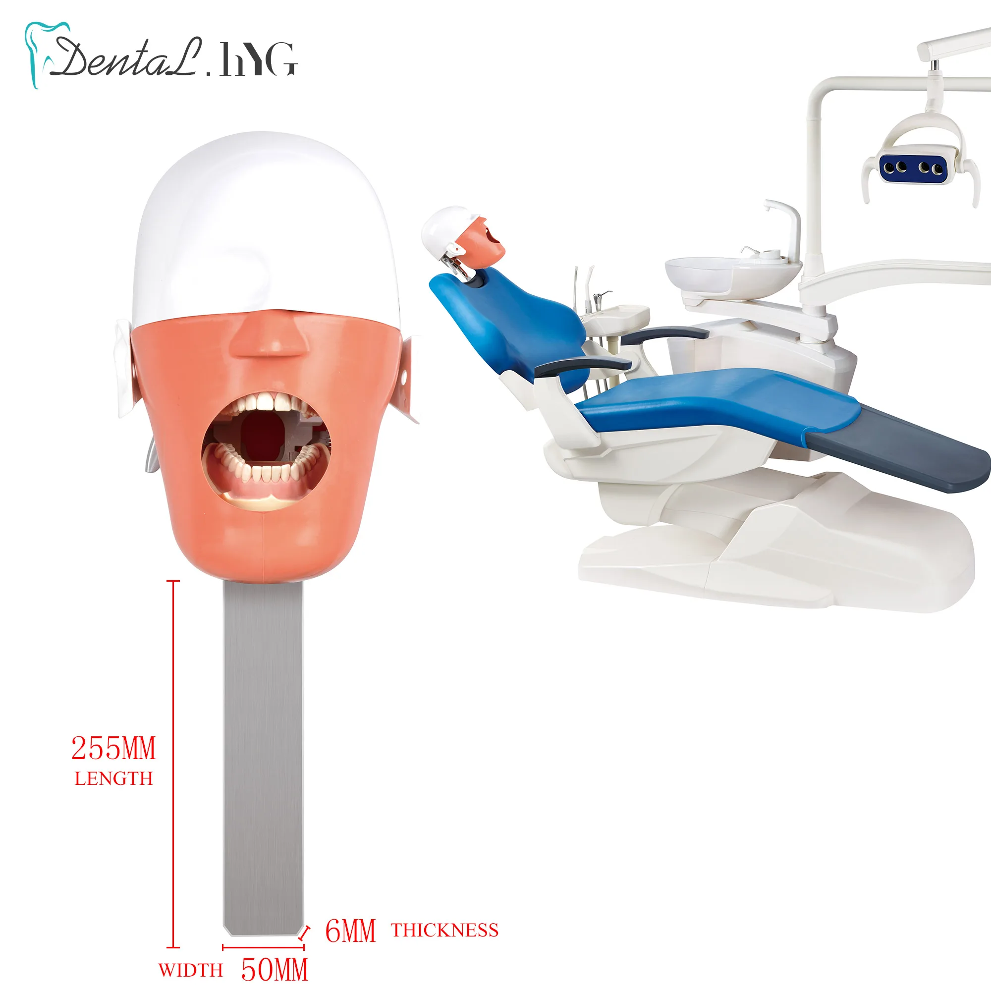 Head Model Dental Simulator Manikin Phantom Replaceable For Dentist Teaching New Style