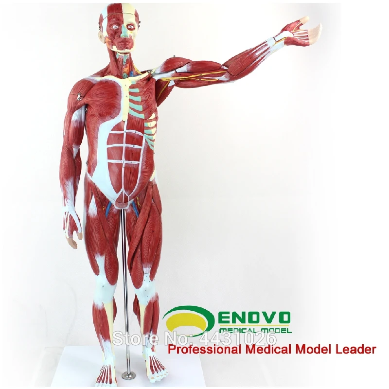 

ENOVO Anatomical model of anatomy of human body muscle and internal organs