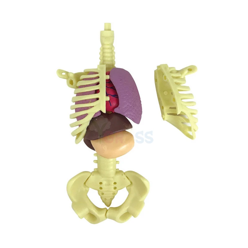 3D Human Body Anatomy Model Children Plastic DIY Skeleton Organ Kids Science Toys Early Learning Aids Educational Toy STEM Game